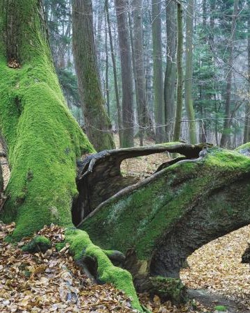 Rezerwat Las Lipowy OBROŻYSKA