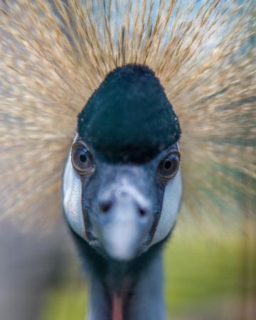 Egzotyczne ptaki - Żywe Ogrody Królestwo Zwierząt